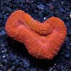 Australian Open Brain Coral Red