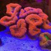 Australian Open Brain Coral Red