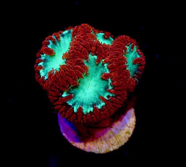 Big Polyp Blastomussa Coral