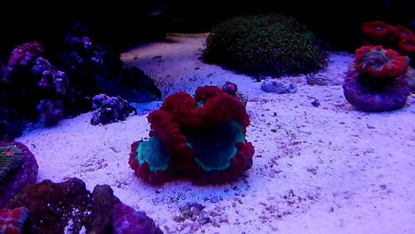 Big Polyp Blastomussa Coral