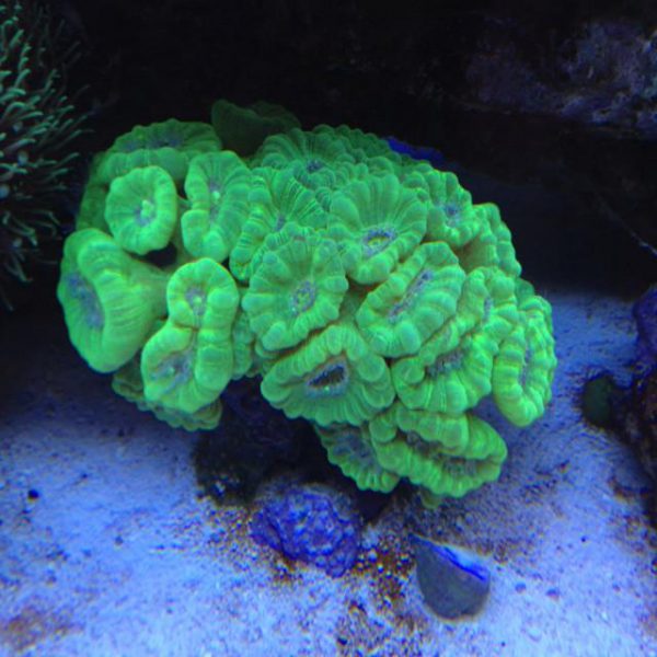 مرجان دریایی ترمپت سبز