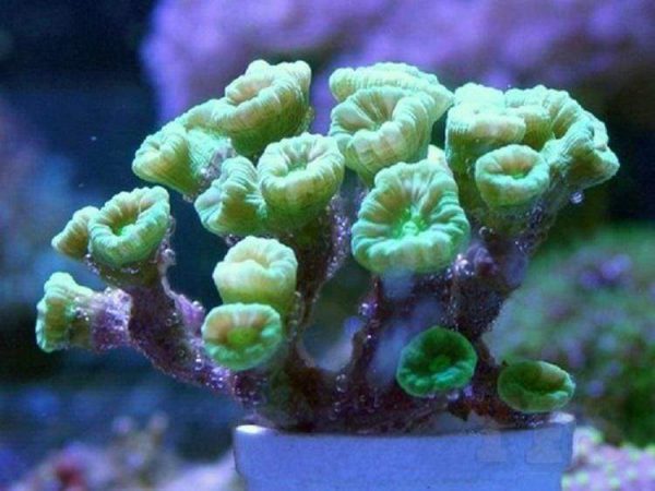 مرجان دریایی ترمپت سبز