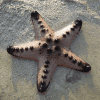 ستاره دریایی خاردار قهوه ای