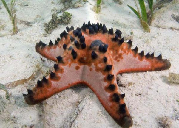 ستاره دریایی خاردار قهوه ای