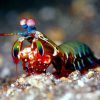 میگو دلقک مانتیس Clown mantis shrimp