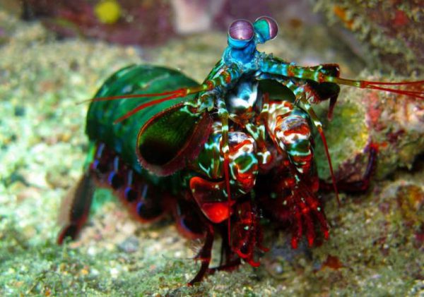 میگو دلقک مانتیس Clown mantis shrimp