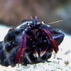 Dwarf Red Tip Hermit Crab