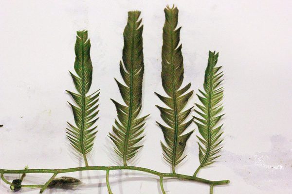 Fern Feather Macro Algae