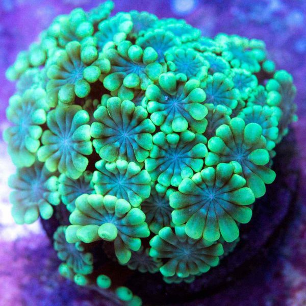 مرجان شقایق سنگ شاخه ای سبز