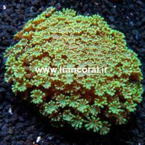 مرجان شقایق سنگ شاخه ای سبز