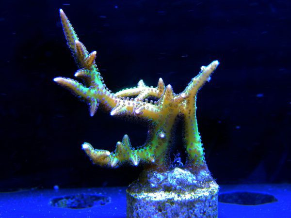 مرجان لانه پرنده سبز