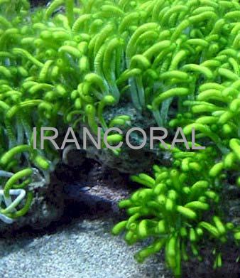 گیاه انگشتی سبز آب شور