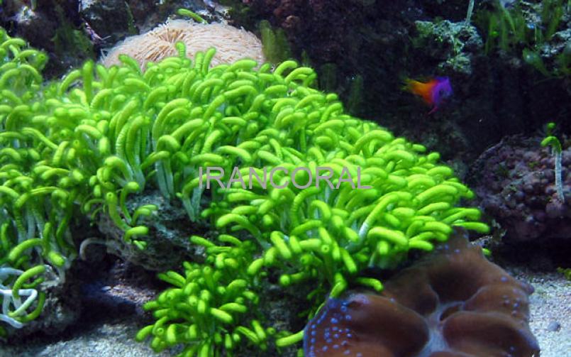 گیاه انگشتی سبز آب شور