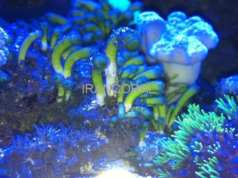 گیاه انگشتی سبز آب شور