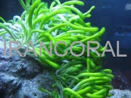 گیاه انگشتی سبز آب شور