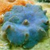 مرجان قارچی سبز آبی
