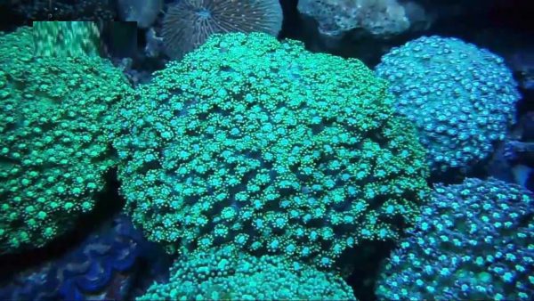مرجان شقایق سنگ پلیپ کوتاه سبز