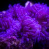 Purple Sebae Anemone