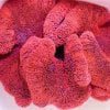 Red Carpet Anemone