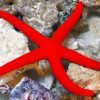 ستاره دریایی لینکیای قرمز