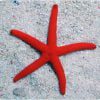 ستاره دریایی لینکیای قرمز