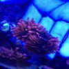 Red Rose Bubble Anemone