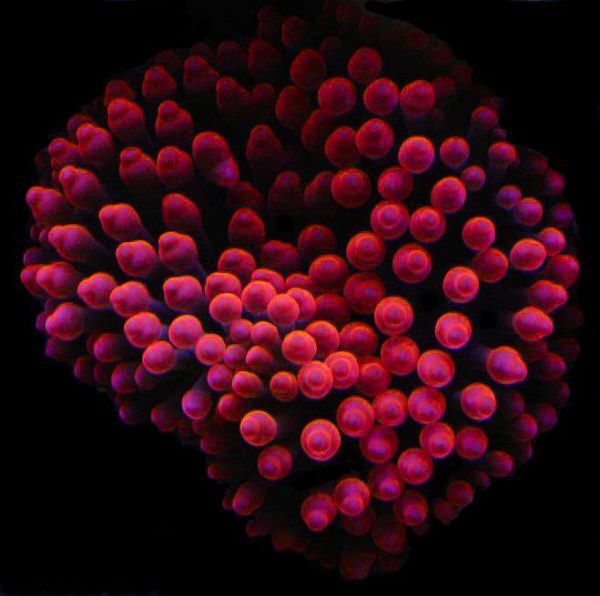 Red Rose Bubble Anemone