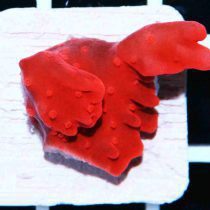 مرجان مونتیپورا ستوزا قرمز