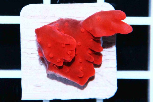 مرجان مونتیپورا ستوزا قرمز