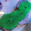 Super Green Elephant Ear Mushroom