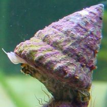 حلزون دریایی توربو