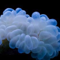 White bubble coral