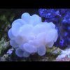 White bubble coral