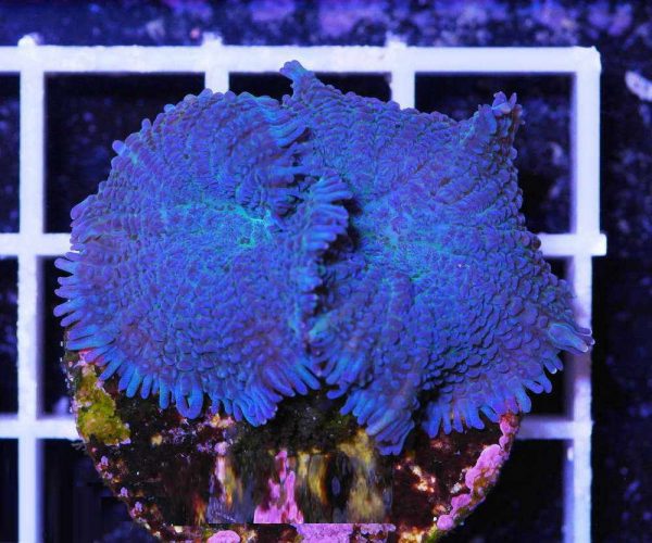 blue rhodactis mushroom coral