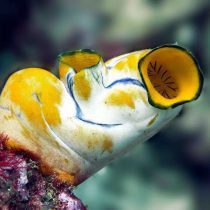 آب دزدک دریایی طلایی