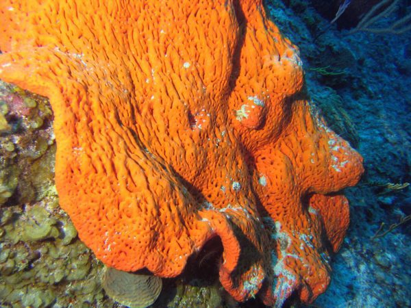Orange Elephant Ear Sponge