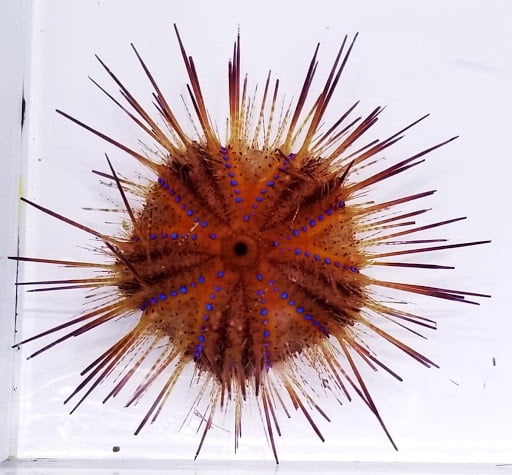 Blue Spot Urchin