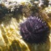 Shield Sea Urchin