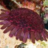 Shield Sea Urchin