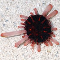 Red Slate Pencil Urchin