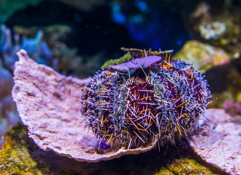 10 جلبک خوار برتر برای آکواریوم های مرجانی