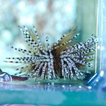 توتیا دریایی گورخری