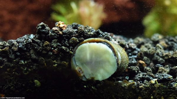 حلزون دریایی نریت