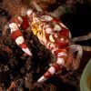Harlequin crab
