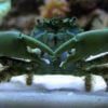 emerald crab