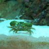 emerald crab