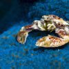 Porcelain Anemone Crab