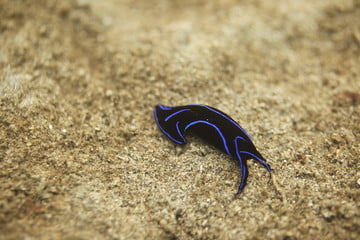 Blue Velvet Nudibranch