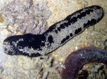 Black sea Cucumber