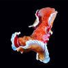 Spanish Dancer Nudibranch